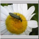 Oedemera virescens - Scheinbockkaefer w01.jpg